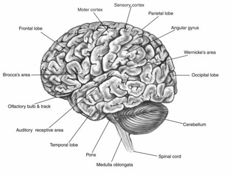 Photosensitivity Sensory Disorder Follows Traumatic Brain Injury